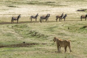 探访坦桑尼亚：旅游费用有多少？ (Translation: Visiting Tanzania: How Much Does it Cost?)